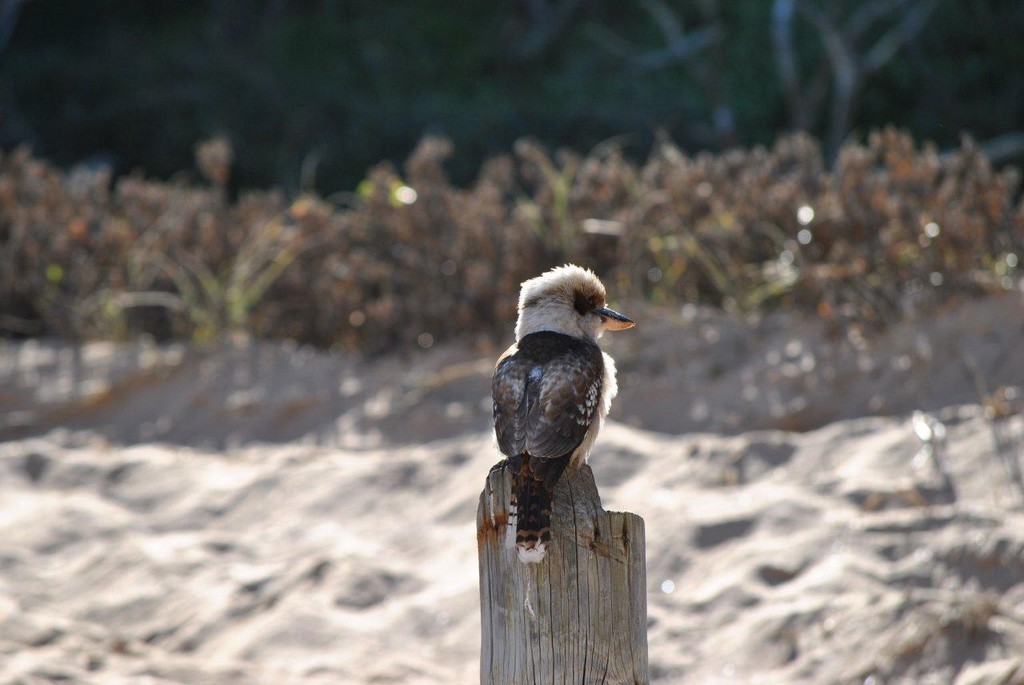 BIRDS AUSTRALIAN BIRDS OISEAUX AUSTRALIE
