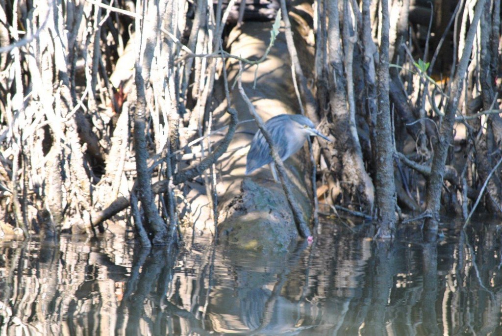 BIRDS AUSTRALIAN BIRDS OISEAUX AUSTRALIE