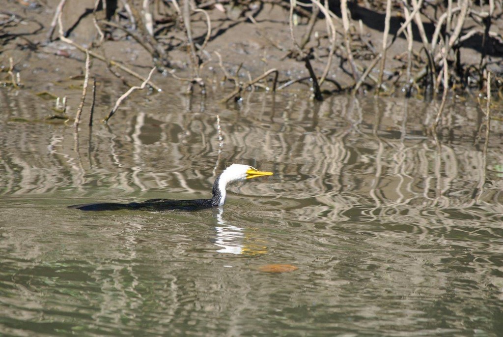 BIRDS AUSTRALIAN BIRDS OISEAUX AUSTRALIE