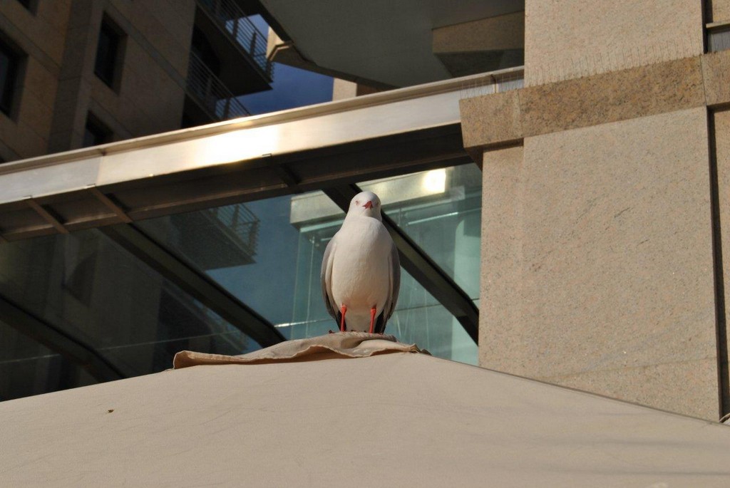 BIRDS AUSTRALIAN BIRDS OISEAUX AUSTRALIE