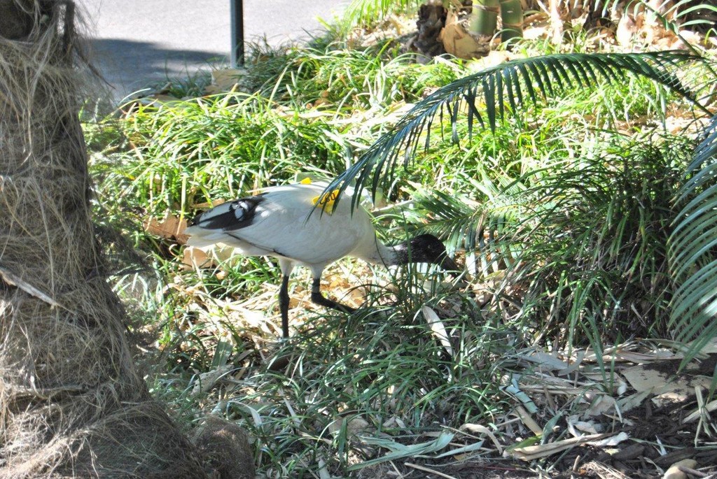 BIRDS AUSTRALIAN BIRDS OISEAUX AUSTRALIE