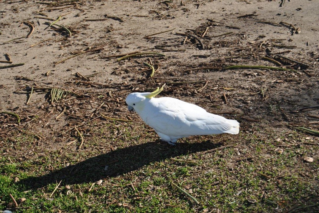 BIRDS AUSTRALIAN BIRDS OISEAUX AUSTRALIE