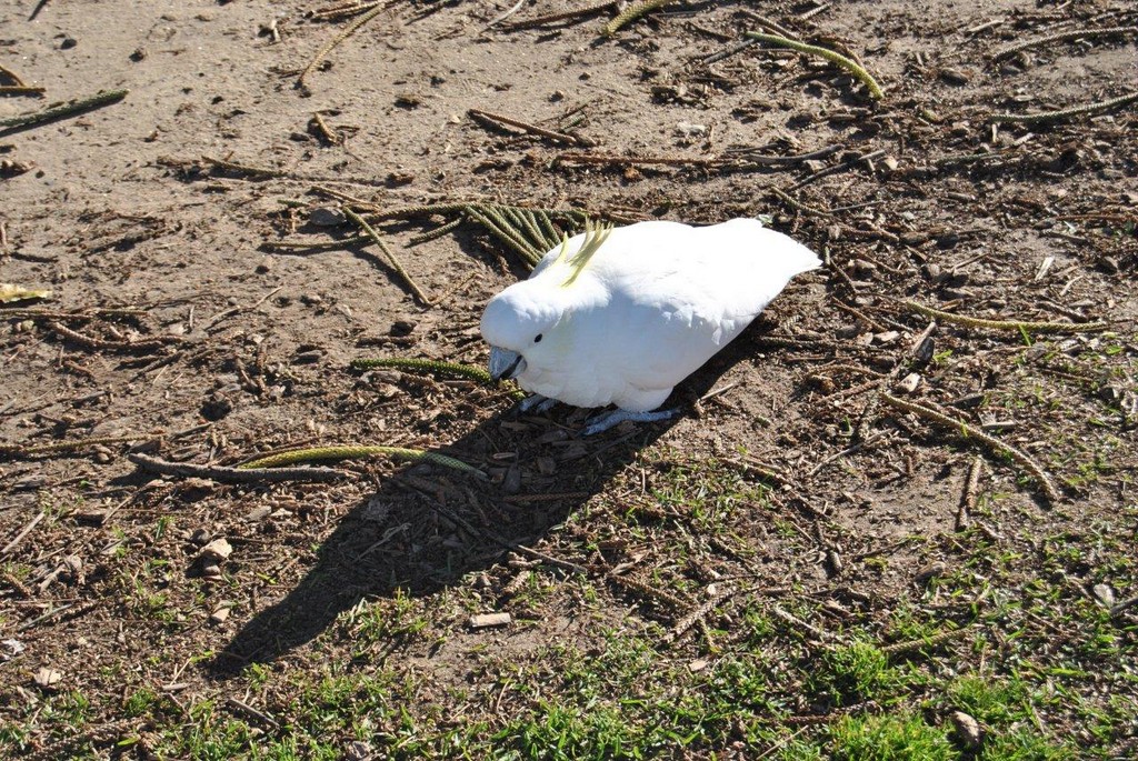 BIRDS AUSTRALIAN BIRDS OISEAUX AUSTRALIE