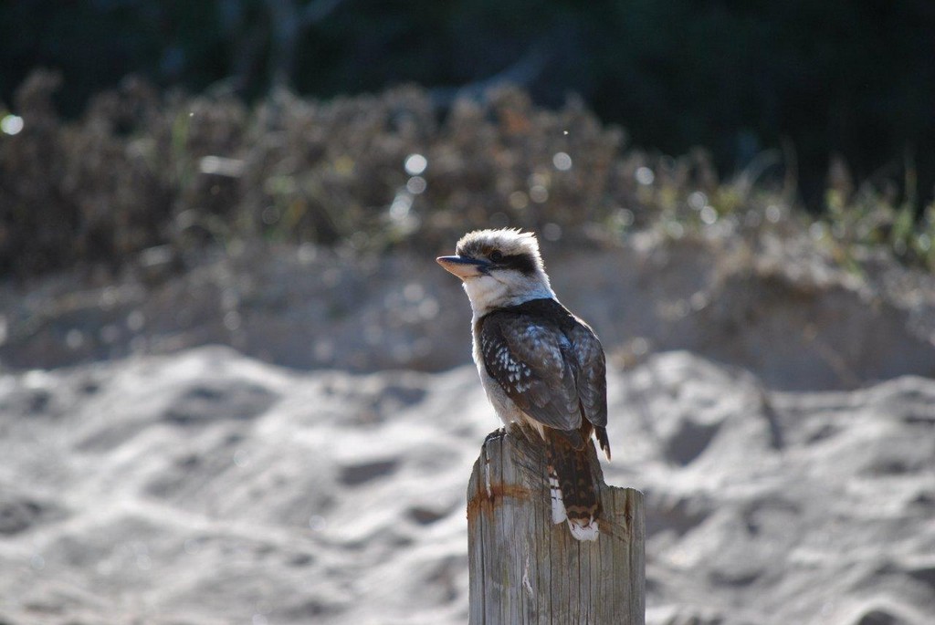 BIRDS AUSTRALIAN BIRDS OISEAUX AUSTRALIE