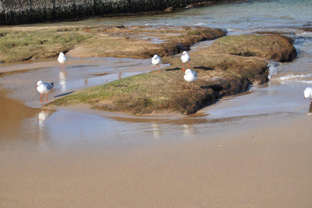 BIRDS AUSTRALIAN BIRDS OISEAUX AUSTRALIE