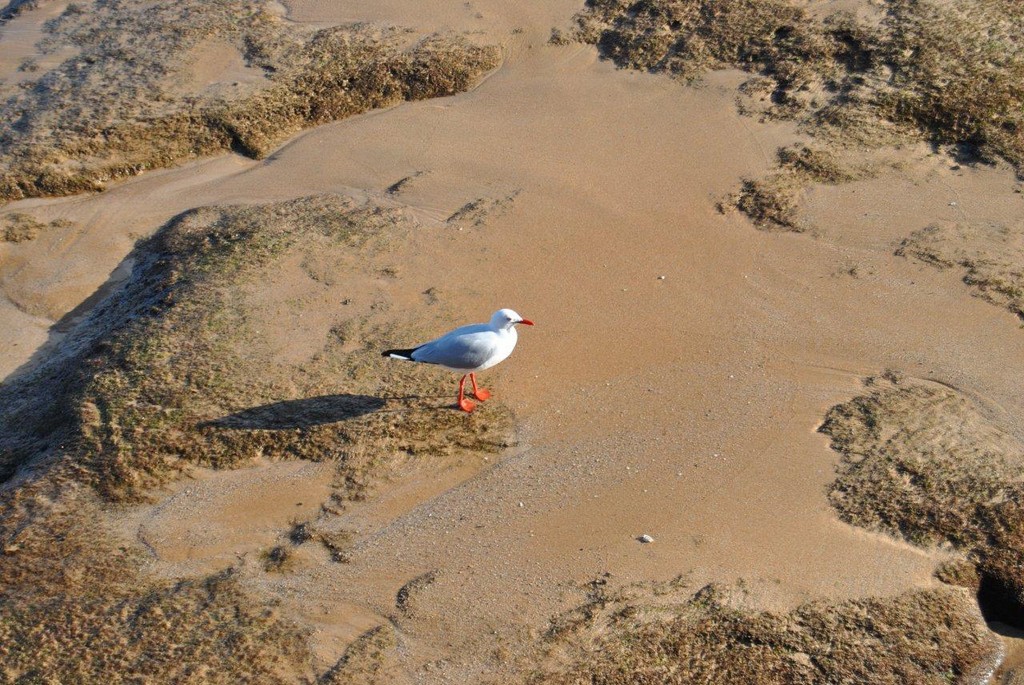 BIRDS AUSTRALIAN BIRDS OISEAUX AUSTRALIE