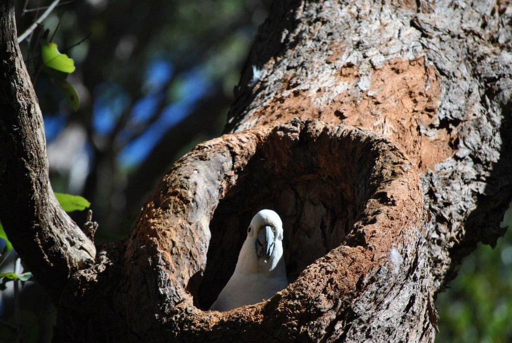 BIRDS AUSTRALIAN BIRDS OISEAUX AUSTRALIE