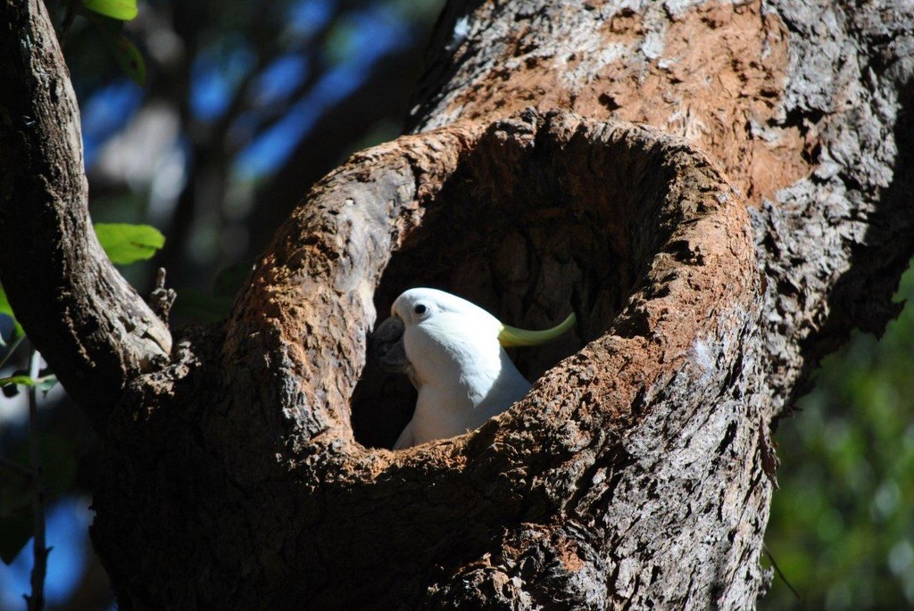 BIRDS AUSTRALIAN BIRDS OISEAUX AUSTRALIE