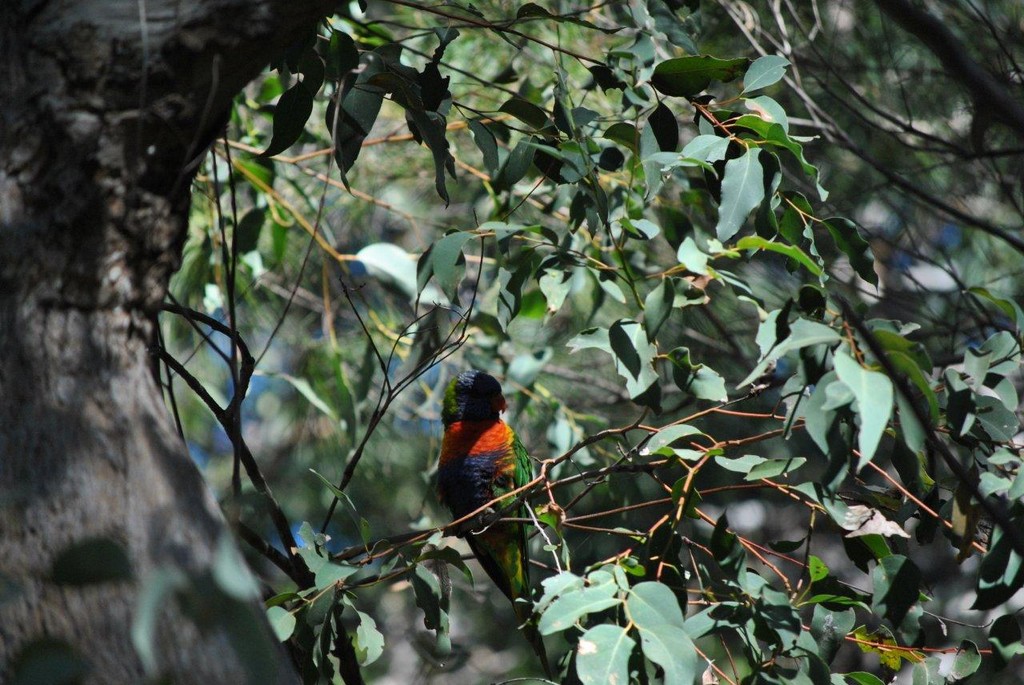 BIRDS AUSTRALIAN BIRDS OISEAUX AUSTRALIE