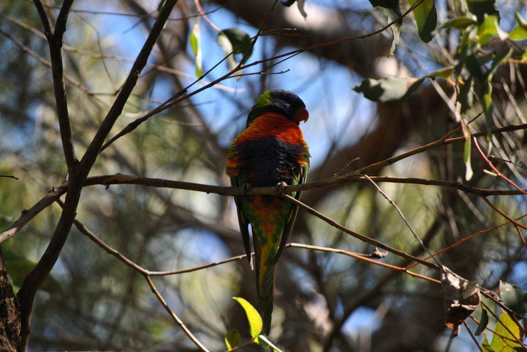 BIRDS AUSTRALIAN BIRDS OISEAUX AUSTRALIE