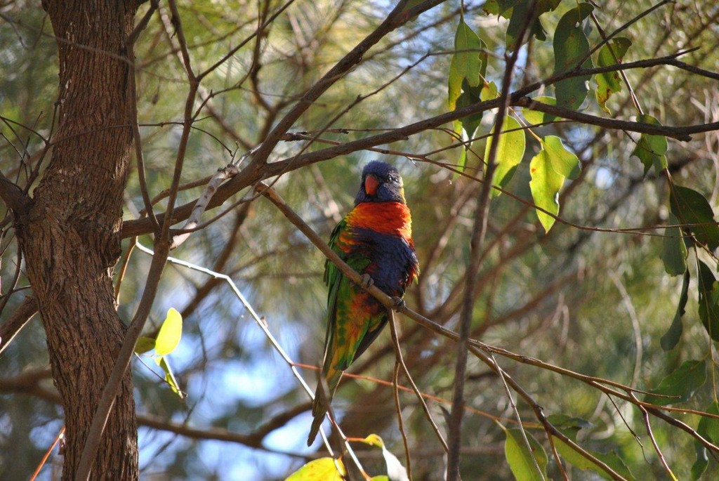 BIRDS AUSTRALIAN BIRDS OISEAUX AUSTRALIE