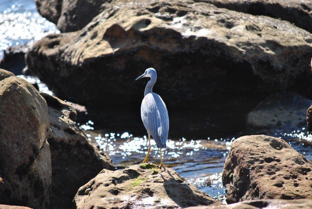BIRDS AUSTRALIAN BIRDS OISEAUX AUSTRALIE