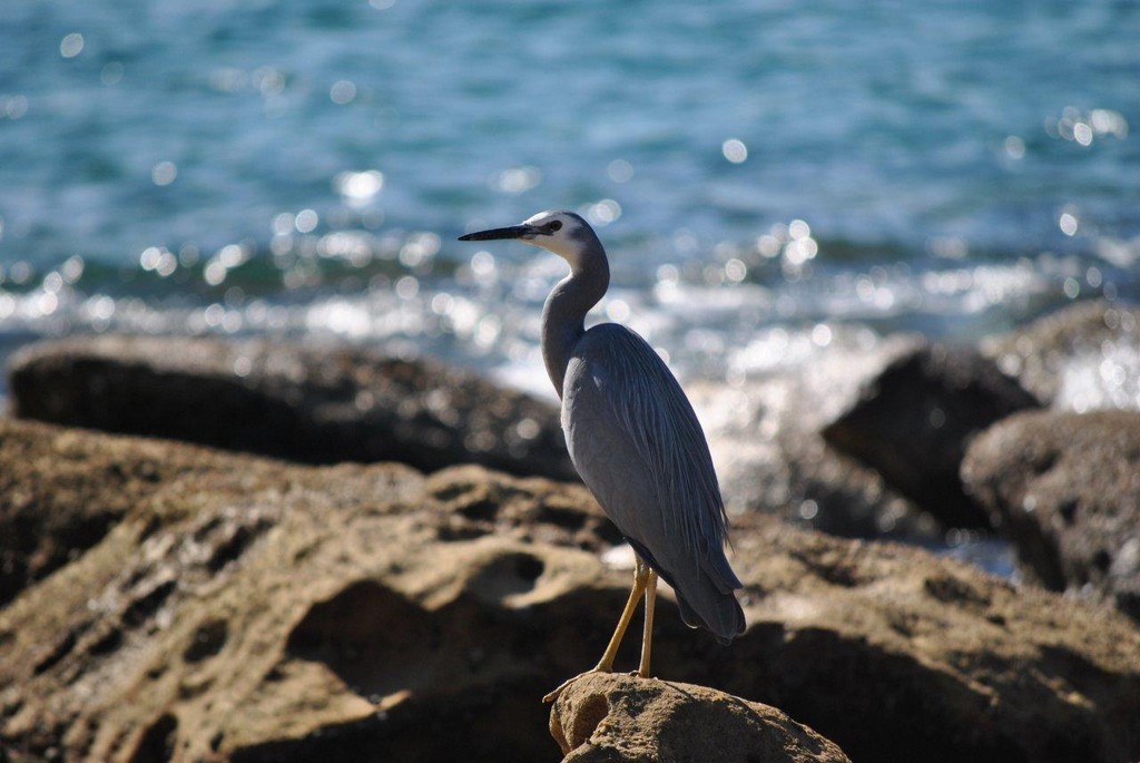 BIRDS AUSTRALIAN BIRDS OISEAUX AUSTRALIE