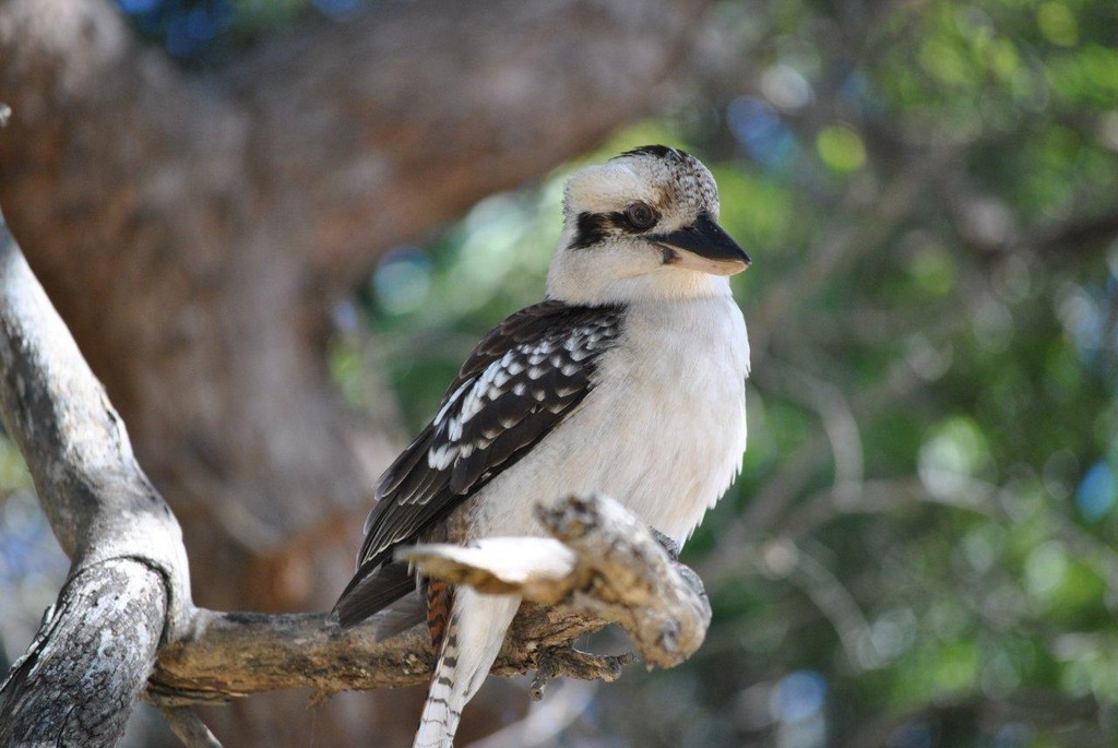 BIRDS AUSTRALIAN BIRDS OISEAUX AUSTRALIE
