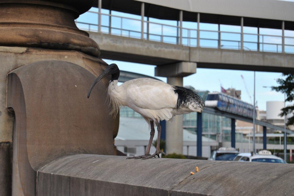 BIRDS AUSTRALIAN BIRDS OISEAUX AUSTRALIE