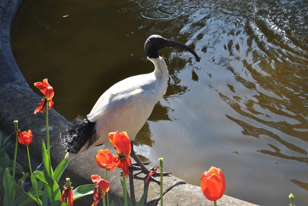 BIRDS AUSTRALIAN BIRDS OISEAUX AUSTRALIE