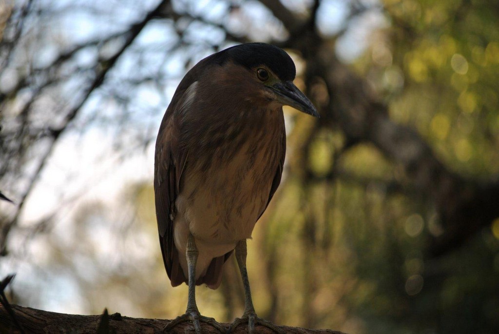 BIRDS AUSTRALIAN BIRDS OISEAUX AUSTRALIE