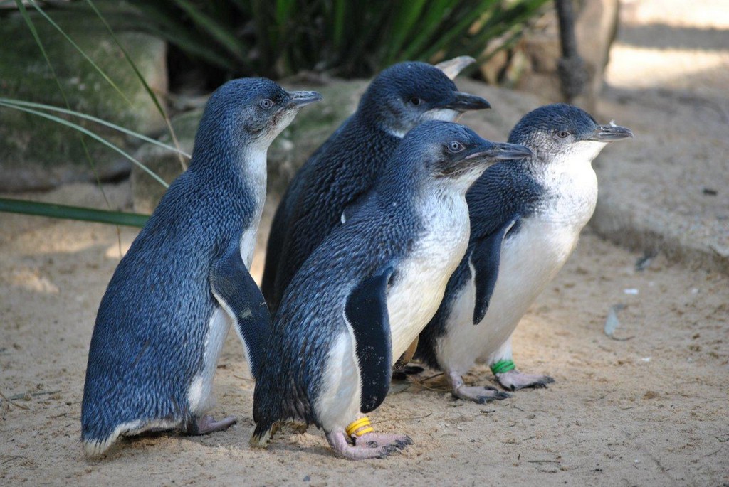 BIRDS AUSTRALIAN BIRDS OISEAUX AUSTRALIE