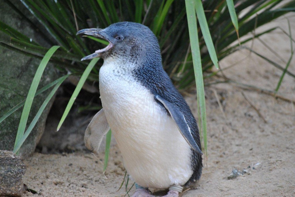 BIRDS AUSTRALIAN BIRDS OISEAUX AUSTRALIE