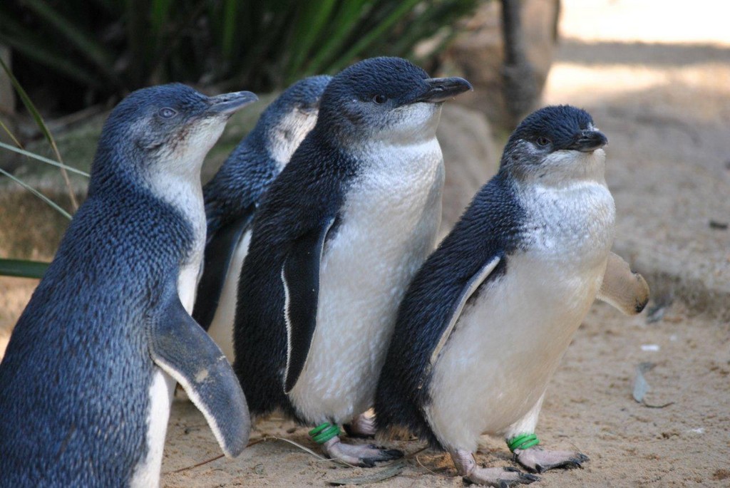 BIRDS AUSTRALIAN BIRDS OISEAUX AUSTRALIE