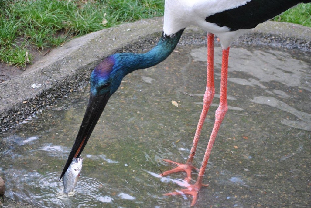 BIRDS AUSTRALIAN BIRDS OISEAUX AUSTRALIE