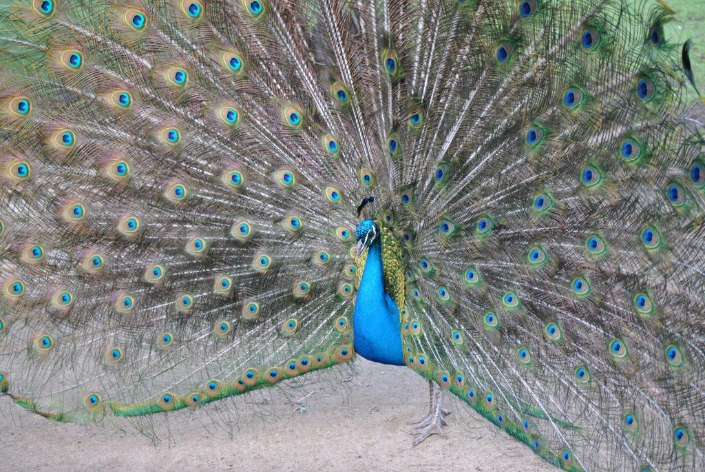 BIRDS AUSTRALIAN BIRDS OISEAUX AUSTRALIE