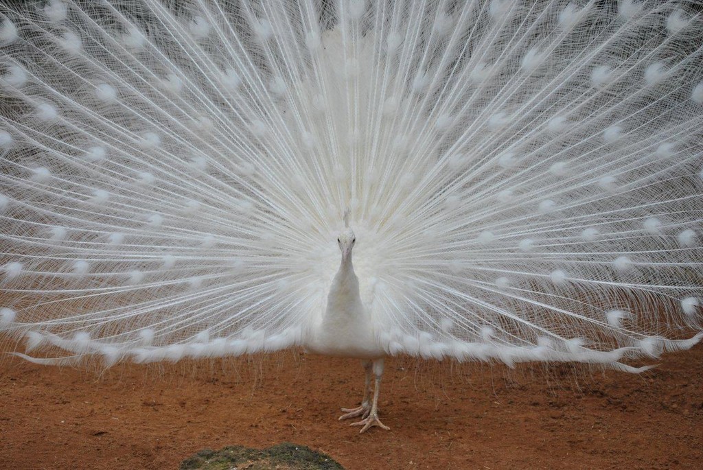 BIRDS AUSTRALIAN BIRDS OISEAUX AUSTRALIE