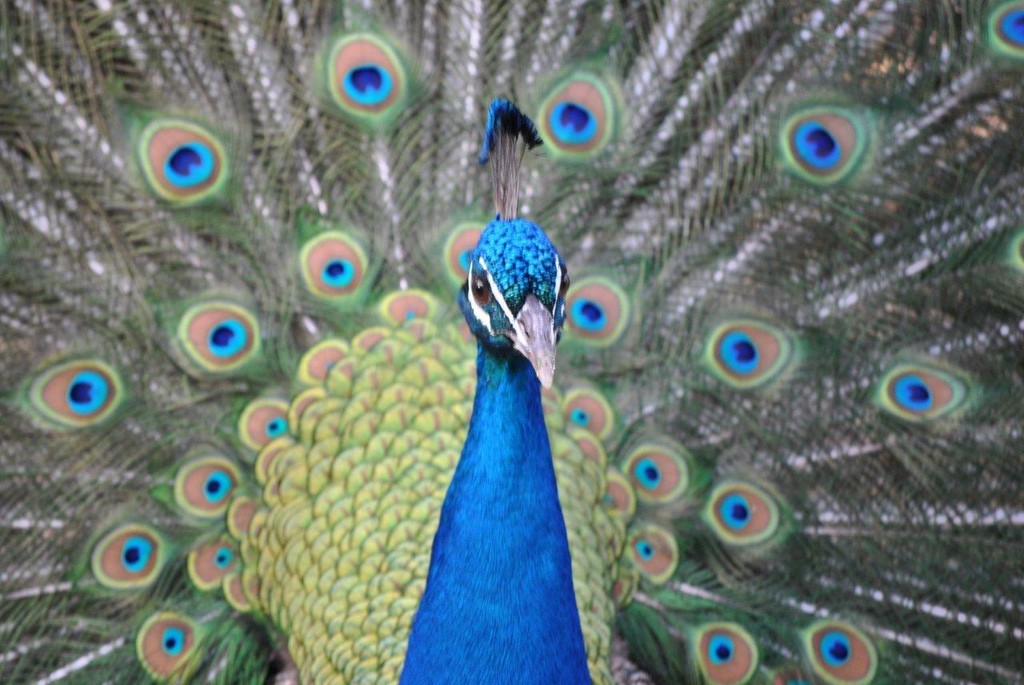 BIRDS AUSTRALIAN BIRDS OISEAUX AUSTRALIE