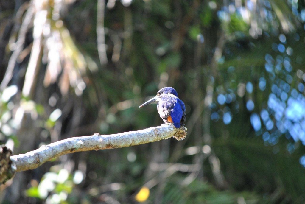 BIRDS AUSTRALIAN BIRDS OISEAUX AUSTRALIE