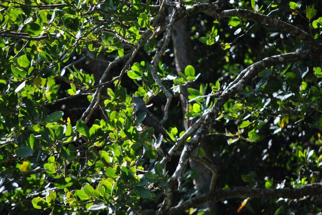 BIRDS AUSTRALIAN BIRDS OISEAUX AUSTRALIE