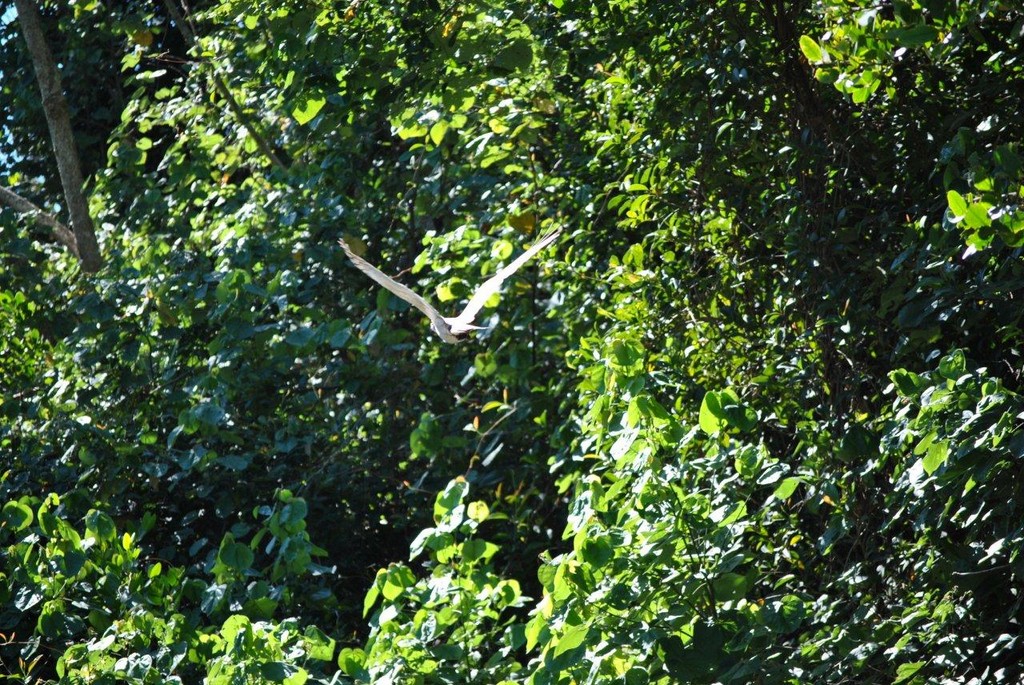 BIRDS AUSTRALIAN BIRDS OISEAUX AUSTRALIE