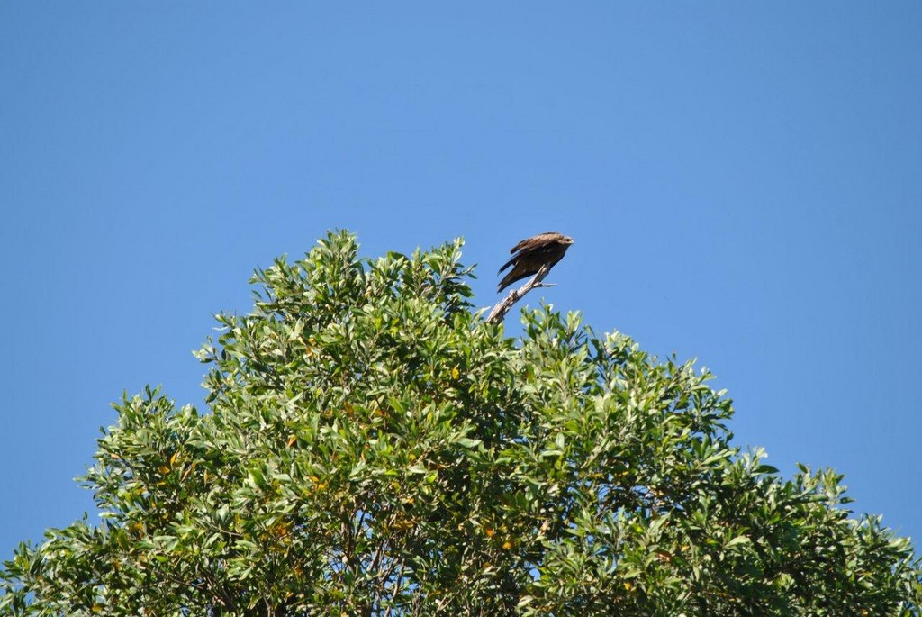 BIRDS AUSTRALIAN BIRDS OISEAUX AUSTRALIE