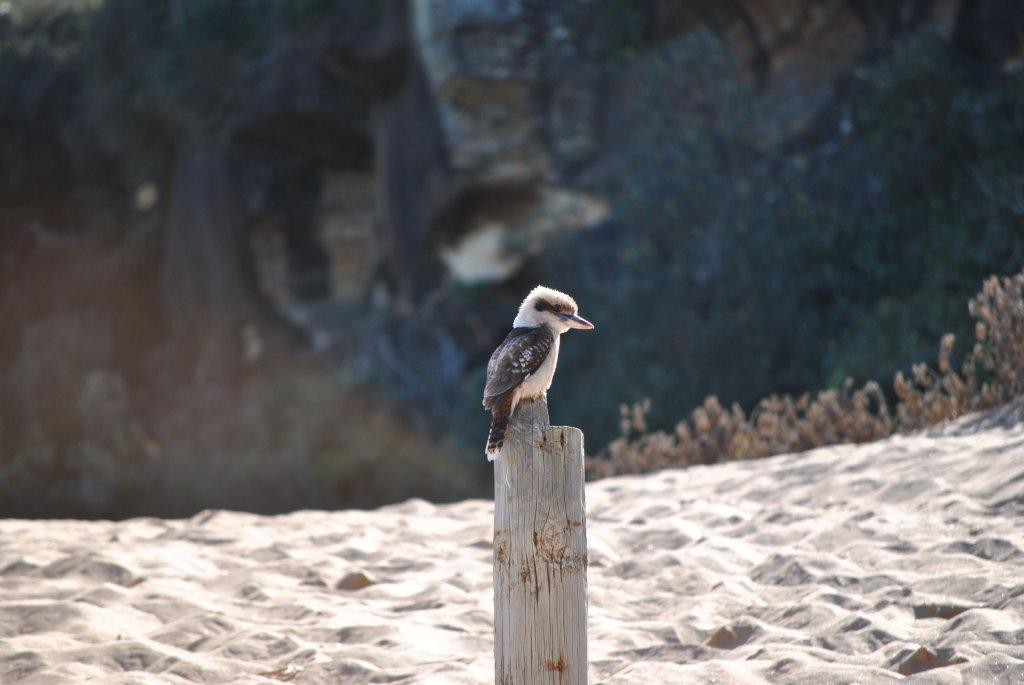 BIRDS AUSTRALIAN BIRDS OISEAUX AUSTRALIE