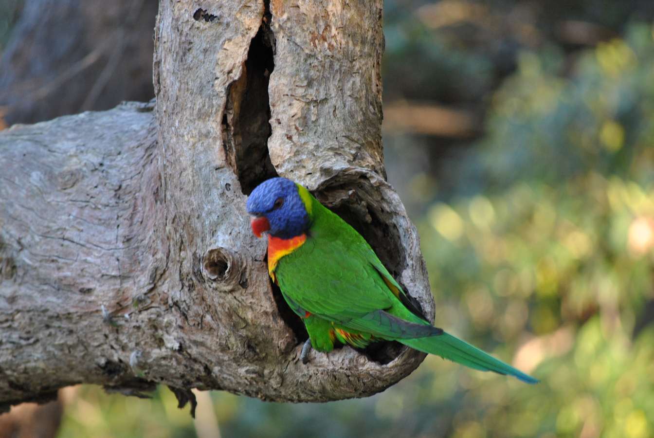 OISEAU AUSTRALIE