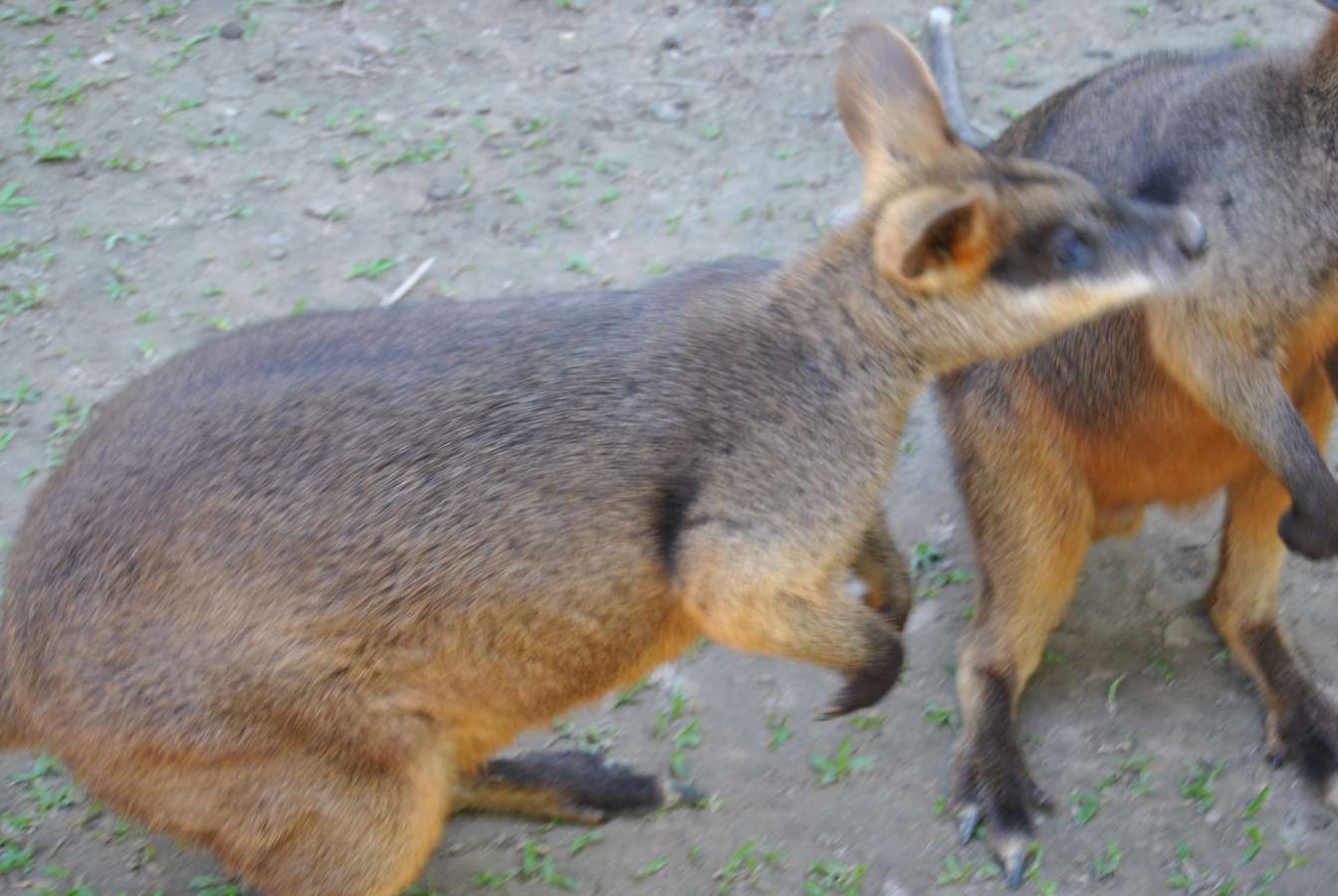 AUSTRALIE/WALLABIES