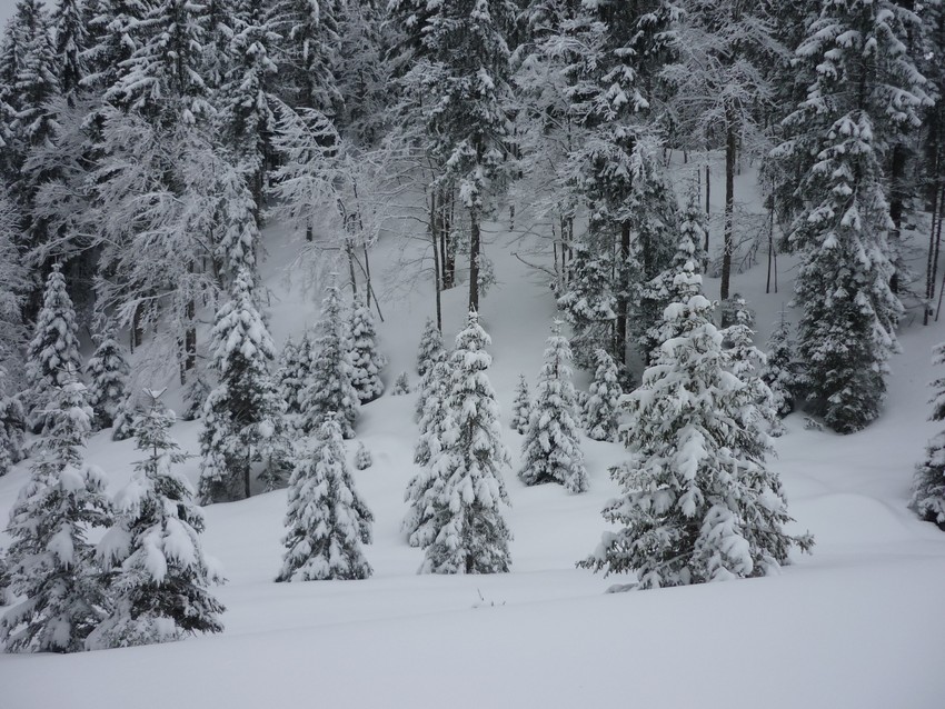 TRAVERSEE DU JURA FRANCO SUISSE EN RAQUETTE ET SKI DE FOND