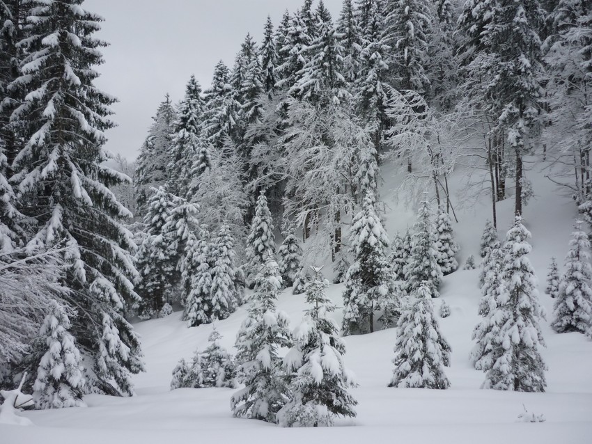 TRAVERSEE DU JURA FRANCO SUISSE EN RAQUETTE ET SKI DE FOND