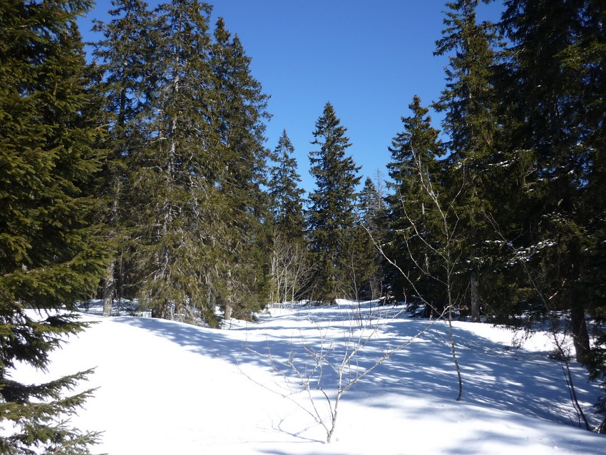 TRAVERSEE DU JURA FRANCO SUISSE EN RAQUETTE ET SKI DE FOND