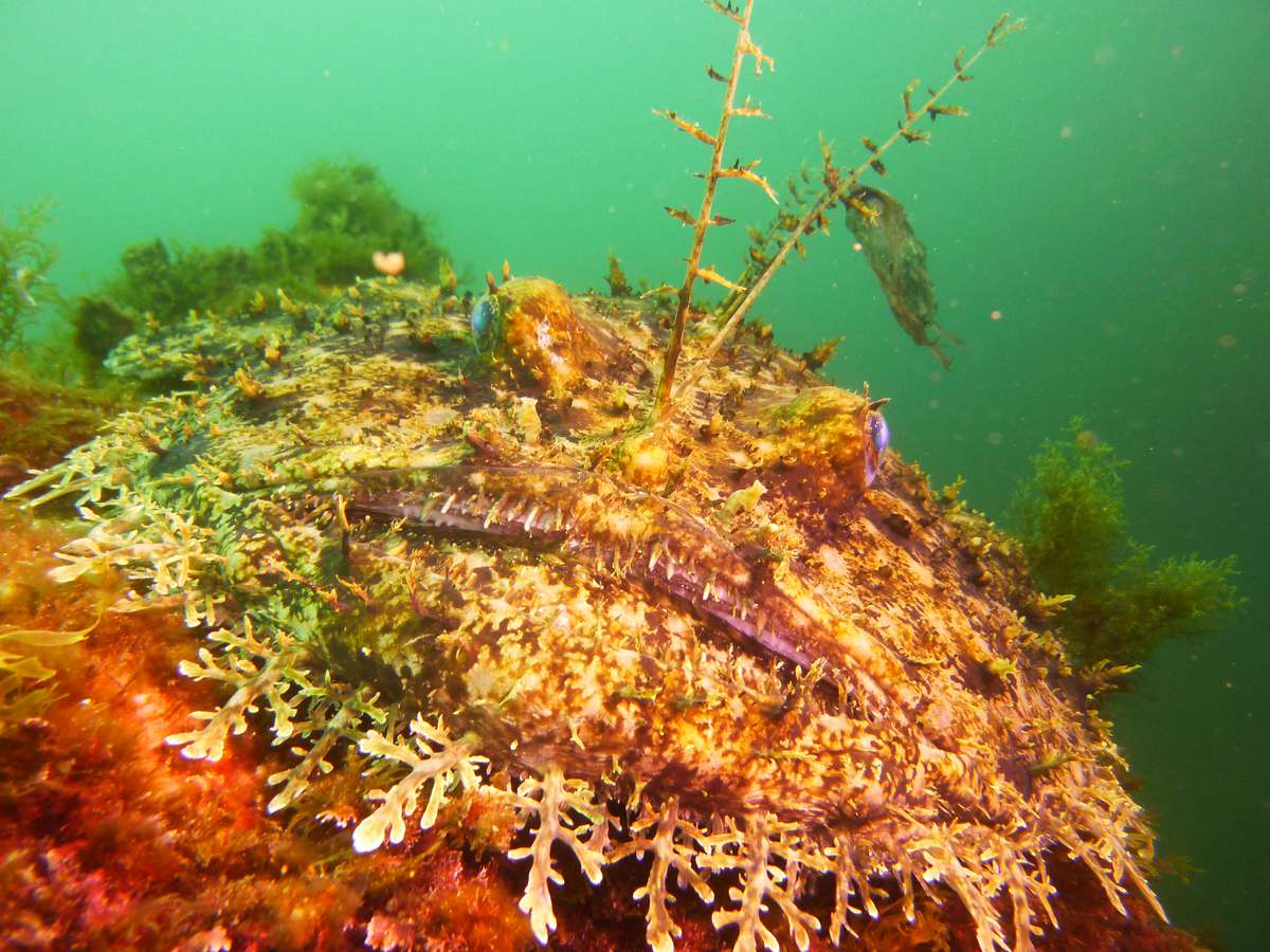 PLONGEE SOUS MARINE PHOTOS