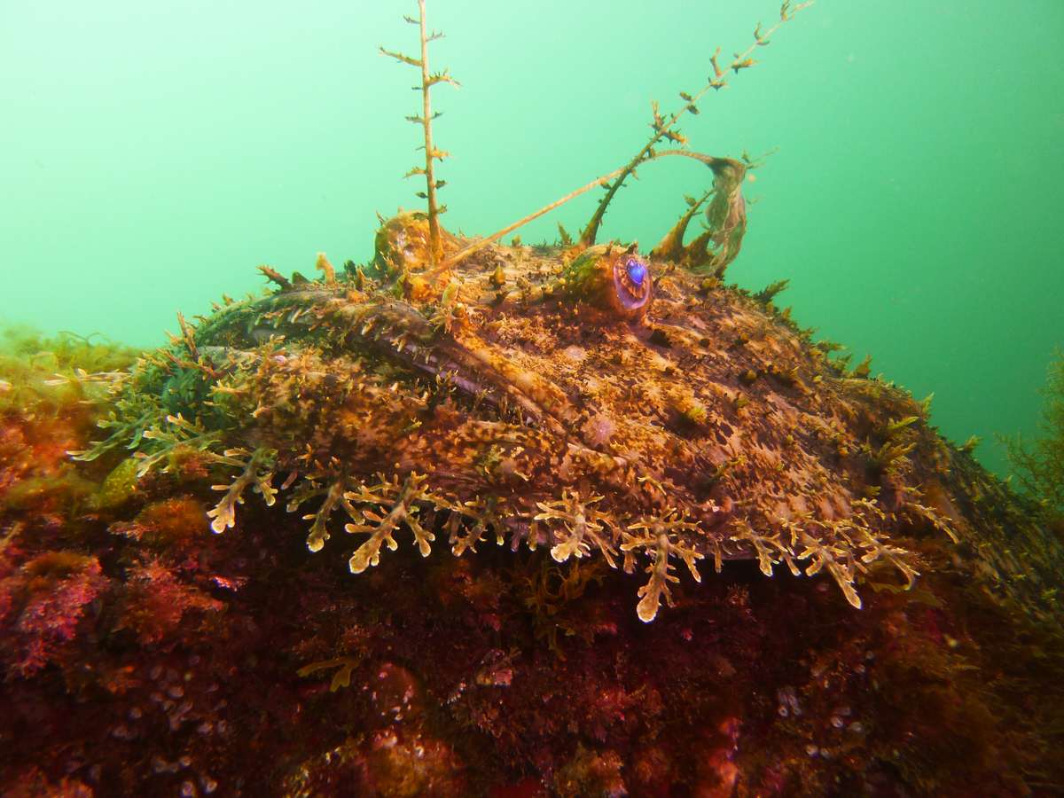 PLONGEE SOUS MARINE PHOTOS