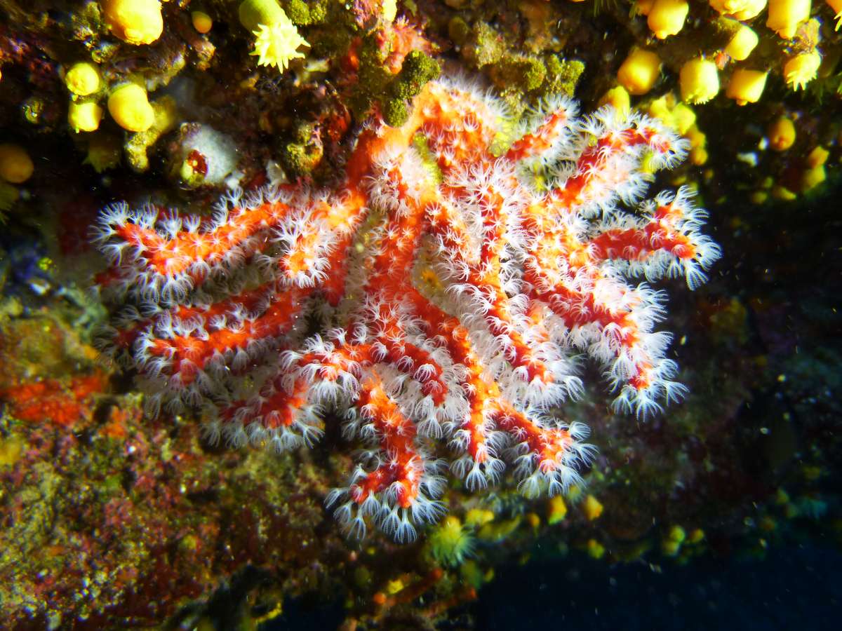 PLONGEE SOUS MARINE PHOTOS