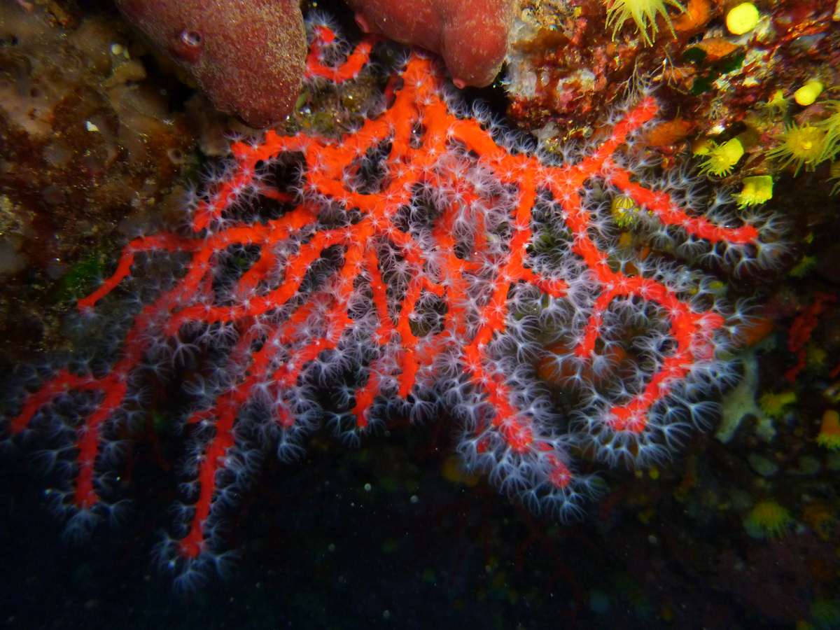 PLONGEE SOUS MARINE PHOTOS