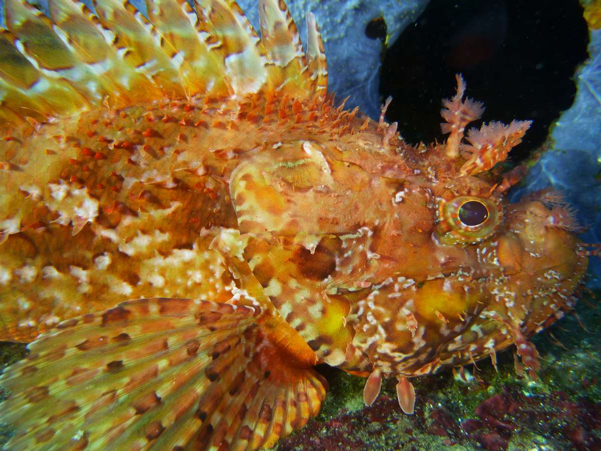 PLONGEE SOUS MARINE PHOTOS