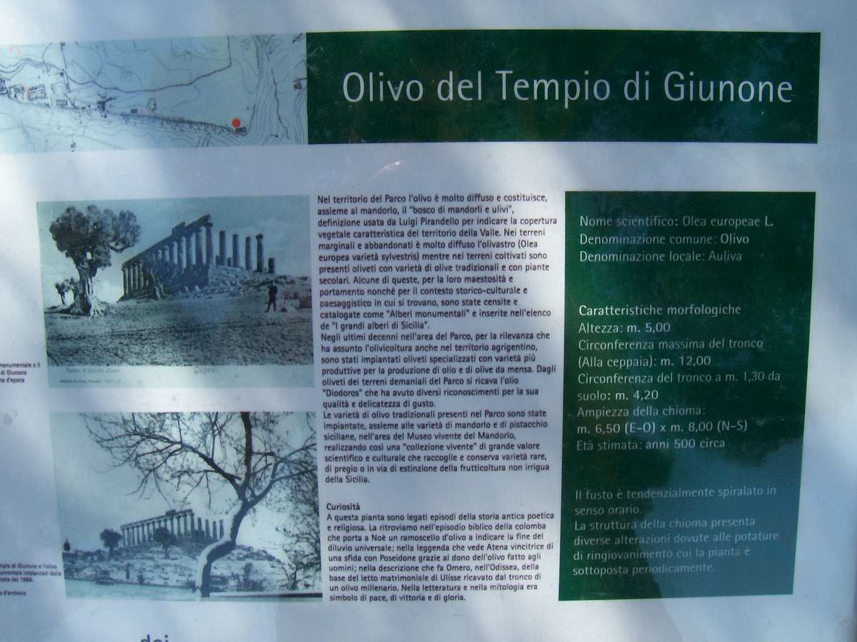 AGRIGENTE VALLEE DES TEMPLES TEMPLE DE LA CONCORDE SICILE