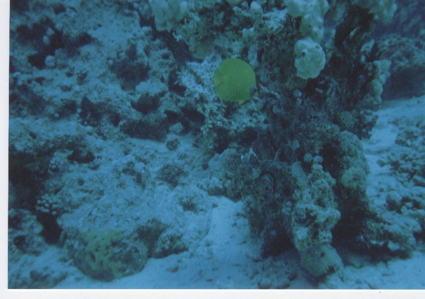 plongee sous marine photos